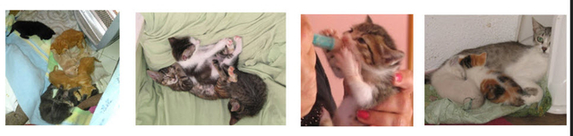 Katzenbanner unten