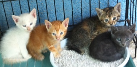 gerettete Kitys 2