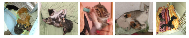 safed Kittys