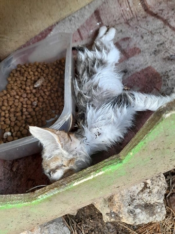 vergiftet poisend 